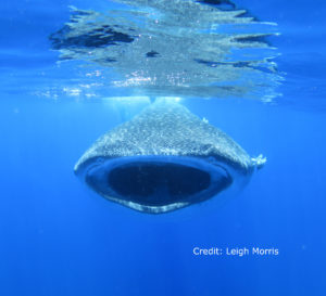 Whale Shark, St Helena. Credit: Leigh Morris