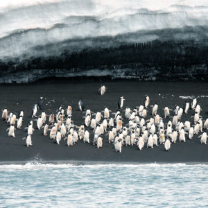 Adelie penguins at the water’s edge on Saunders Island, one of the South Sandwich Islands. Credit: Jim Wilson.