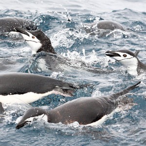 Chinstrap penguins along with an Adelie Penguin swim off Candlemas Island in the South Sandwich Islands. Credit: Jim Wilson