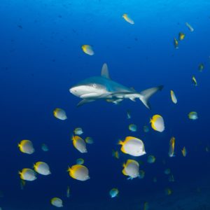 Boatswainbird Island, Ascension. Shark and St Helena butterflyfish. Credit: Jude Brown