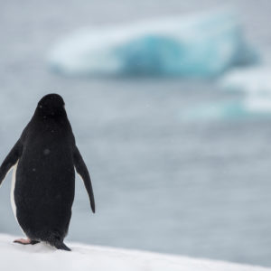 Chinstrap penguin