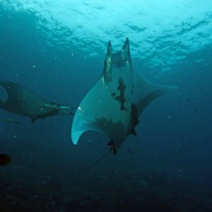 Manta Rays, Ascension Island. Credit: Jude Brown