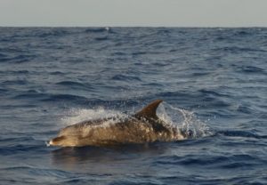 Dolphin, Ascension Island. Credit: Steffen Oppel