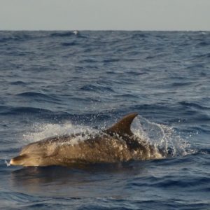 Dolphin, Ascension Island. Credit: Steffen Oppel