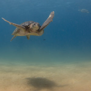 Turtle, Ascension Island. Credit: Jude Brown